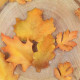 Autumn Leaf Fondant Cutter Set of 4 Pieces